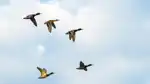 Flyttfåglar som flyger - flytta ditt elavtal